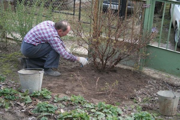 Rules for caring for gooseberries after harvest in July and August
