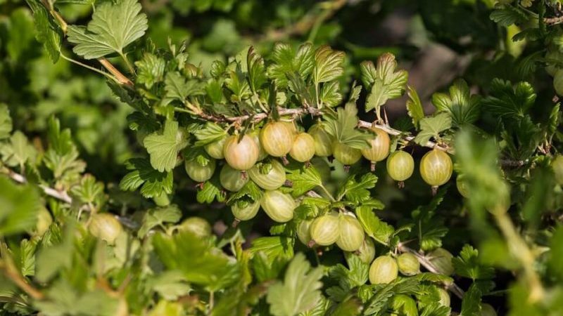 How to prune gooseberries in the spring for a good harvest