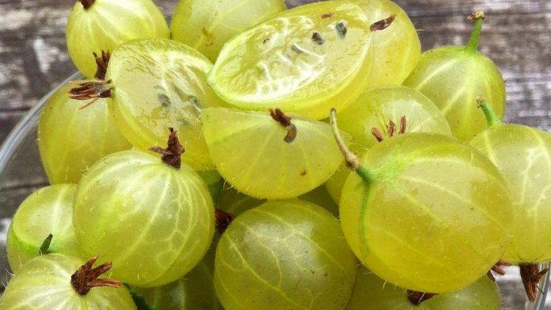 How to properly plant gooseberry seedlings