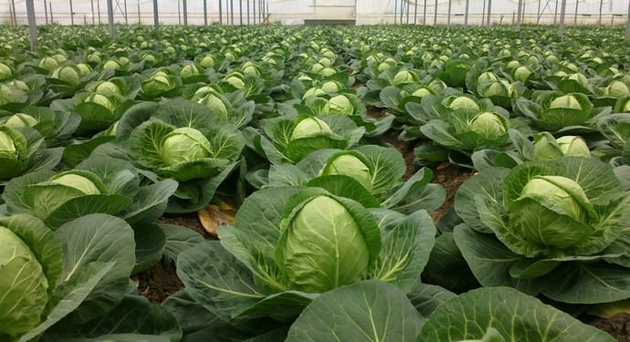 Late ripe high-yielding hybrid of cabbage Atria f1