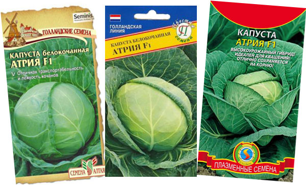 Late ripe high-yielding hybrid of cabbage Atria f1