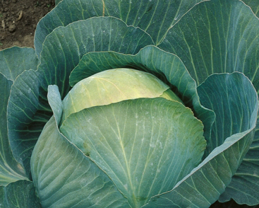 Late ripe high-yielding hybrid of cabbage Atria f1