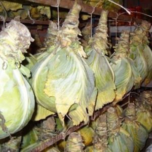 Late ripe high-yielding hybrid of cabbage Atria f1