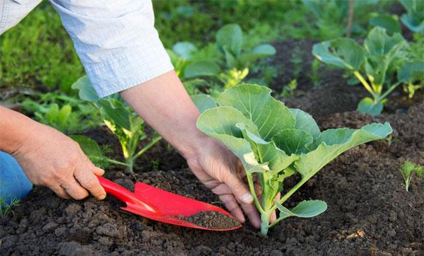 Late ripe high-yielding hybrid of cabbage Atria f1
