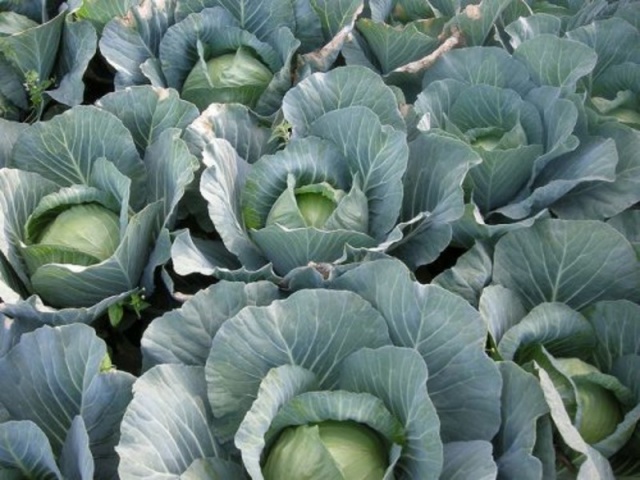 Late ripe high-yielding hybrid of cabbage Atria f1