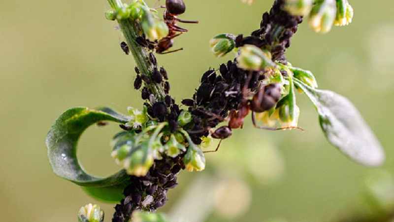 Aphids on honeysuckle: how to process so as not to ruin the crop