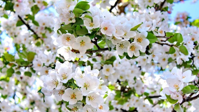 How, when and how to spray apple trees in the spring against pests and diseases