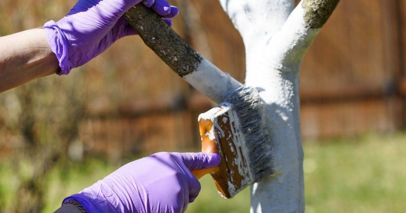 How, when and how to spray apple trees in the spring against pests and diseases