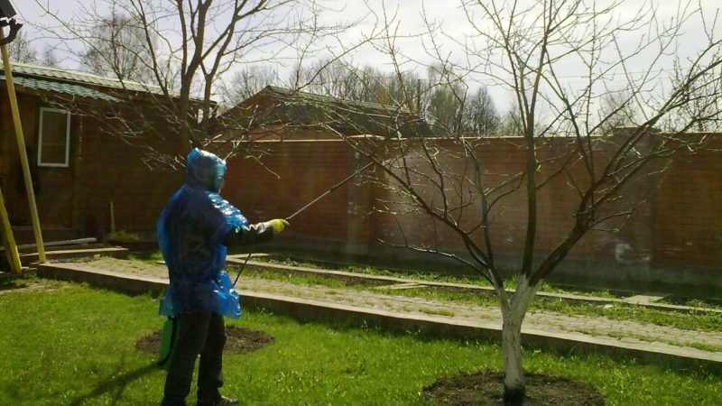 How, when and how to spray apple trees in the spring against pests and diseases