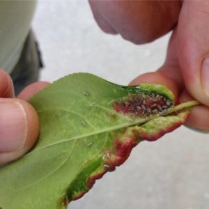 How, when and how to spray apple trees in the spring against pests and diseases