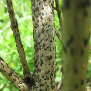 How, when and how to spray apple trees in the spring against pests and diseases