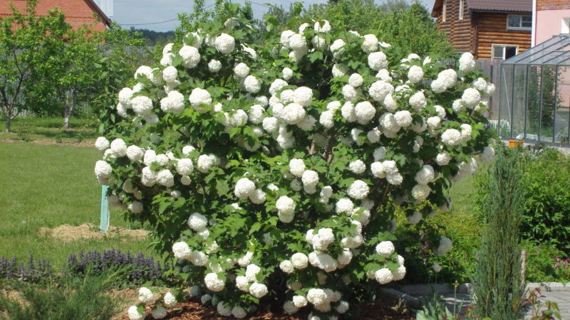 How and what to feed the Kalina Buldenezh in the spring
