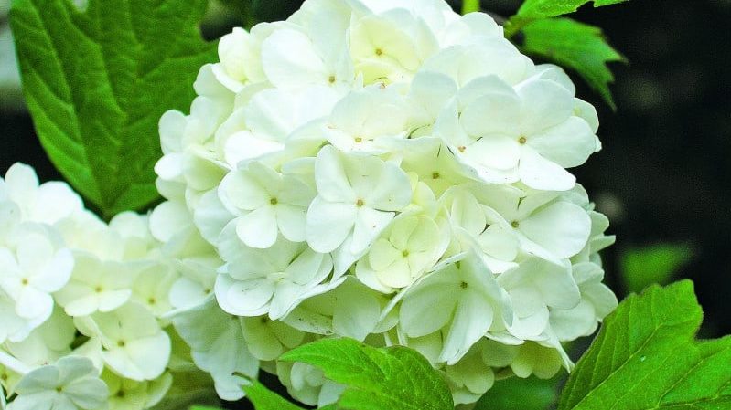 How and what to feed the Kalina Buldenezh in the spring