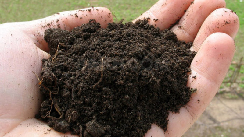 How and what to feed the Kalina Buldenezh in the spring