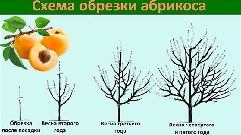A step-by-step guide for beginner gardeners: how to prune apricots correctly in spring