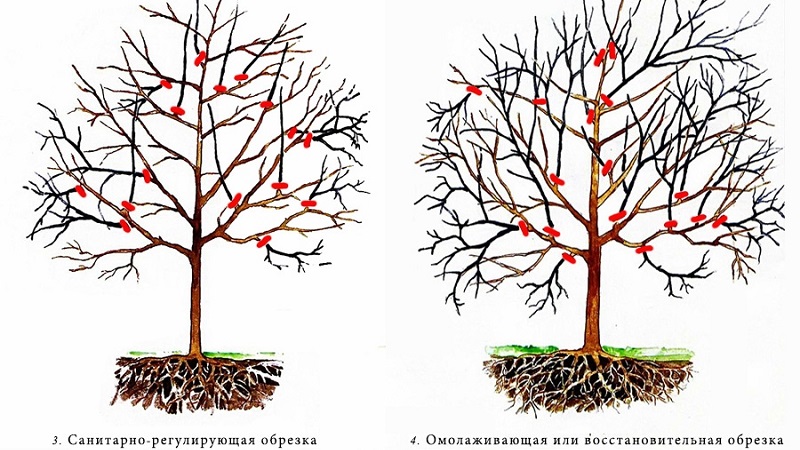 A step-by-step guide for beginner gardeners: how to prune apricots correctly in spring