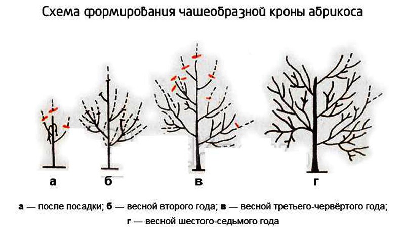 A step-by-step guide for beginner gardeners: how to prune apricots correctly in spring