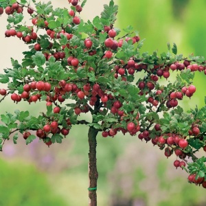 Growing gooseberries on a trunk