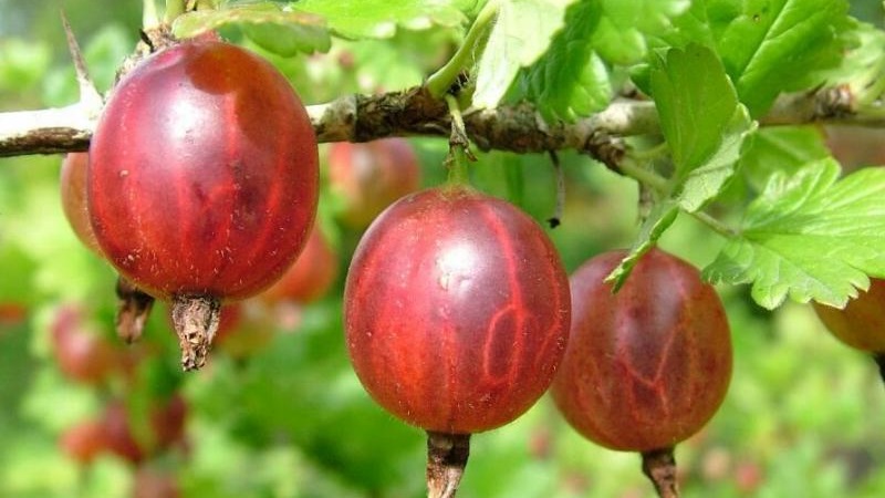 Growing gooseberries on a trunk