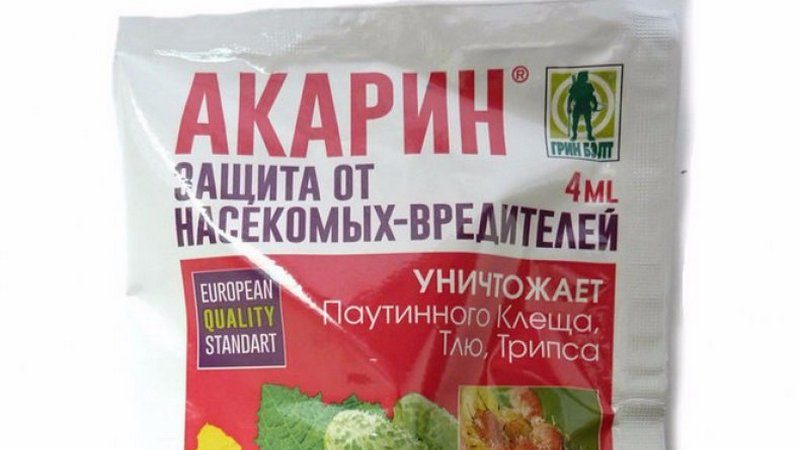 The most effective measures to combat currant kidney mites in spring