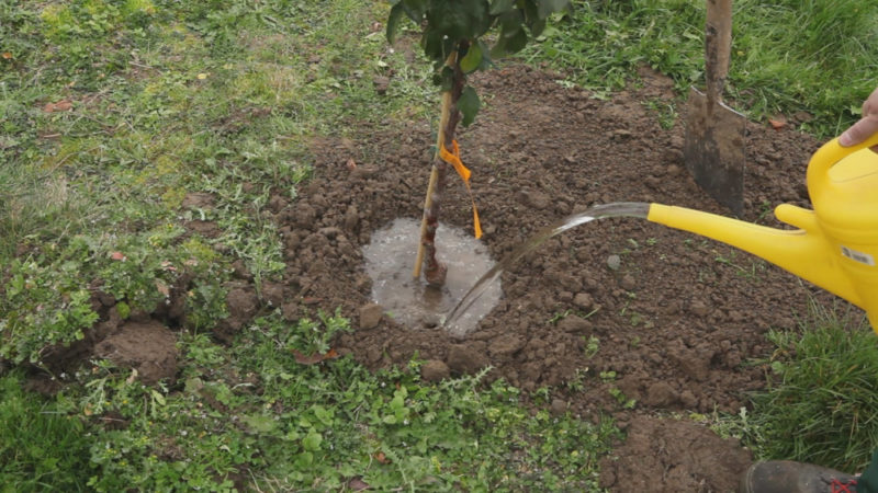 The best time to plant fruit trees in the Moscow region: to plant in spring or autumn?