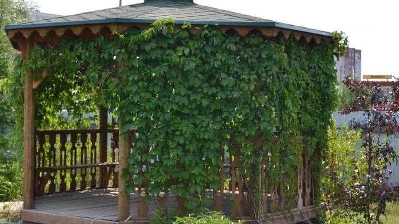 What are the sheds for grapes and how to make them yourself