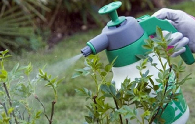 Spring processing of honeysuckle from pests and diseases