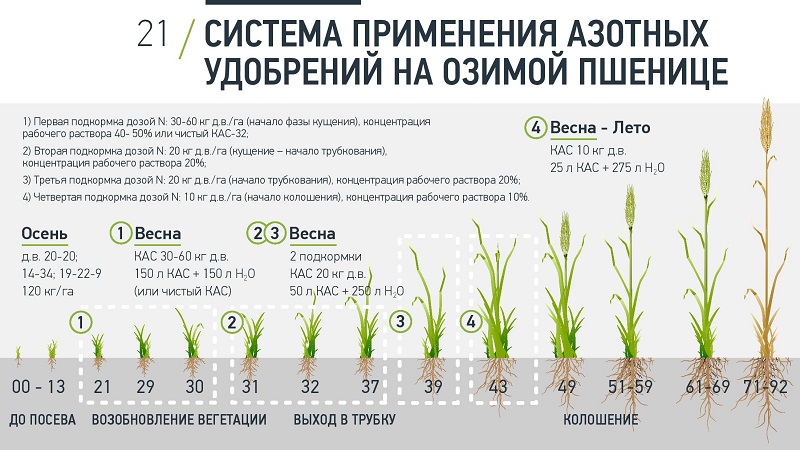 What is leaf feeding of wheat and what fertilizers can be used for these purposes