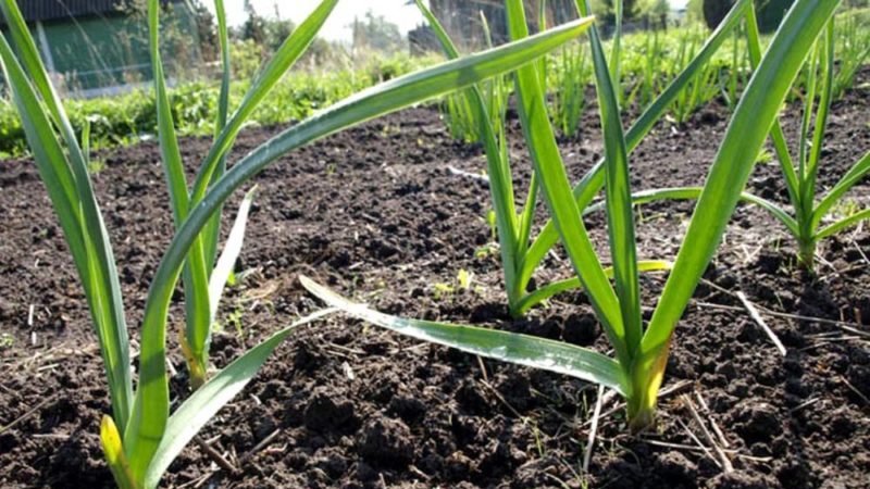 What is leaf feeding of wheat and what fertilizers can be used for these purposes