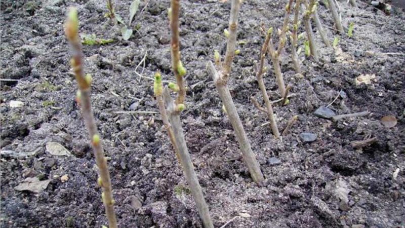 How to propagate currants in the spring by cuttings so that it takes root