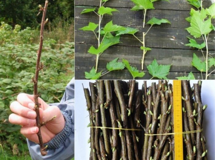 How to propagate currants in the spring by cuttings so that it takes root