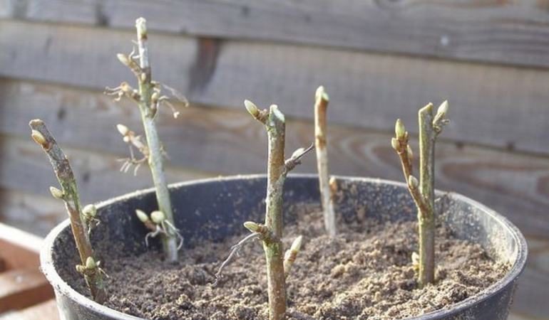 How to propagate currants in the spring by cuttings so that it takes root