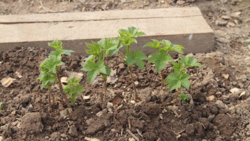 Why currants have pale leaves, what to do and how to fix it