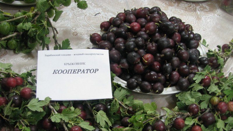 Varieties and features of growing gooseberries without thorns