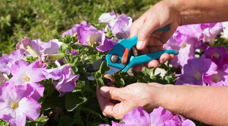 What is petunia pruning in mid-summer for and how to carry it out correctly