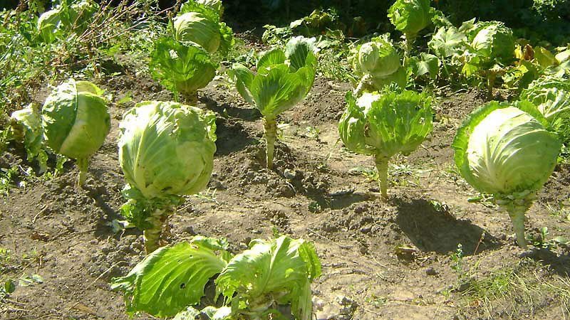 Do you need cabbage feeding for tying heads of cabbage