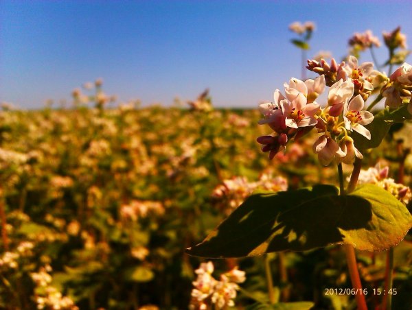 In which countries buckwheat is grown and like to eat, and also where the best buckwheat grows