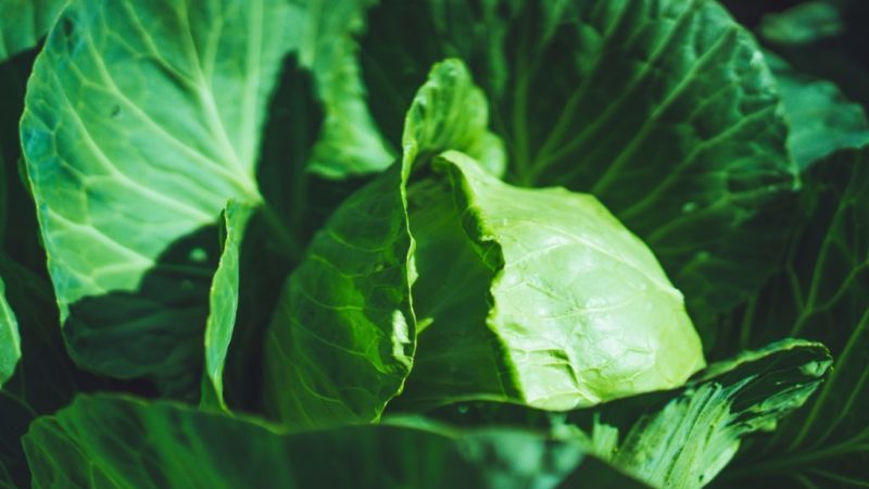 Early ripe cabbage hybrid Parel f1