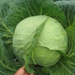 Early ripe cabbage hybrid Parel f1