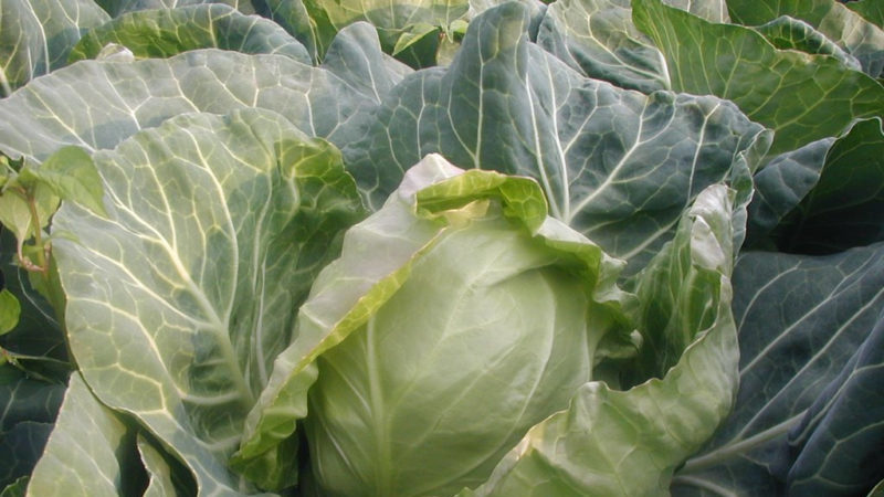 Early ripe cabbage hybrid Parel f1