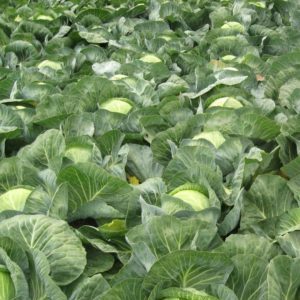 Early ripe cabbage hybrid Parel f1