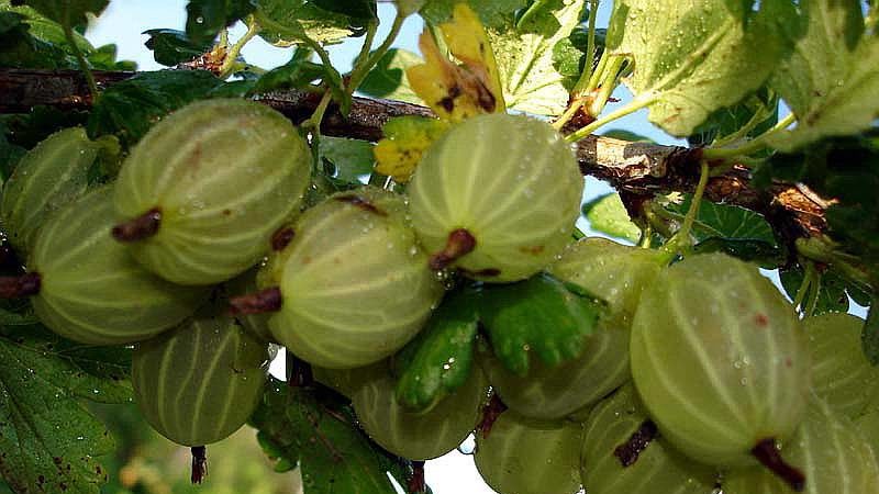 Varieties and features of growing gooseberries without thorns