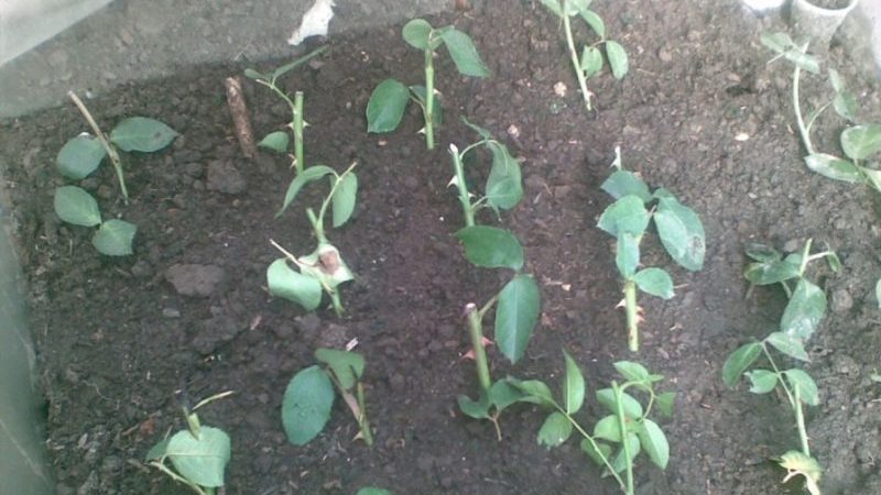 Simple ways to save rose cuttings until spring and plant them correctly