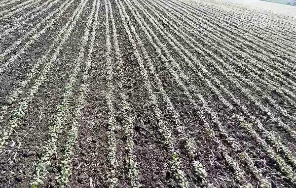How to sow buckwheat in the Kemerovo region: optimal timing and seeding rates