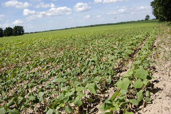 How to sow buckwheat in the Kemerovo region: optimal timing and seeding rates