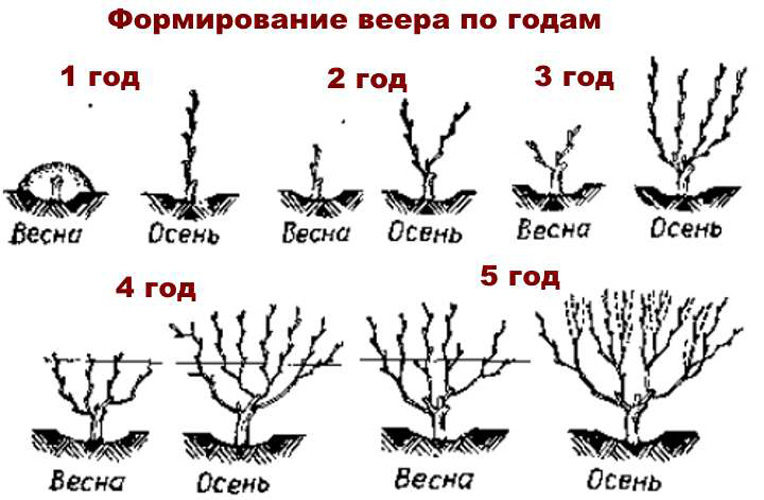 When and how to properly prune grapes in spring for beginners step by step: instructions and diagrams