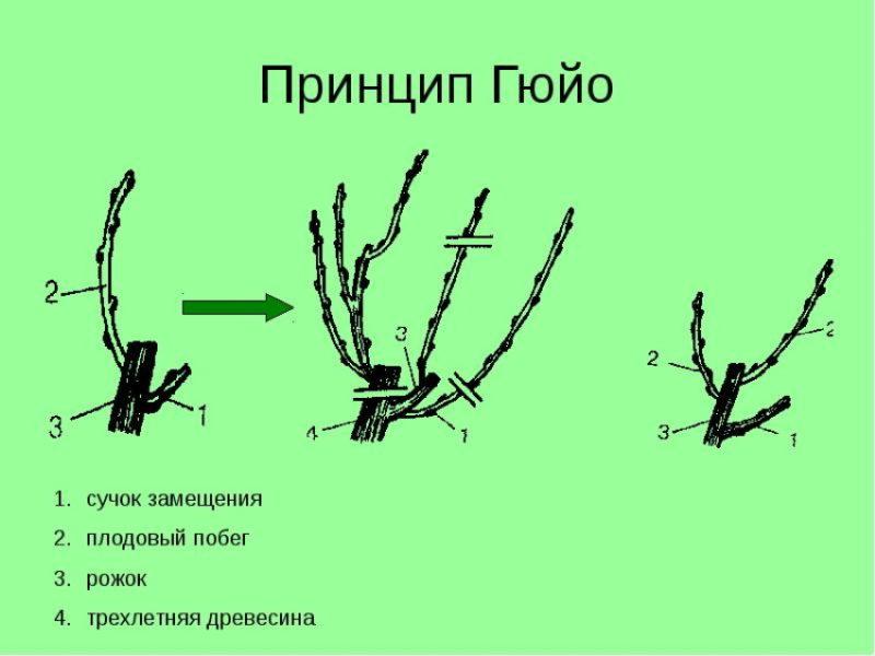 When and how to properly prune grapes in spring for beginners step by step: instructions and diagrams