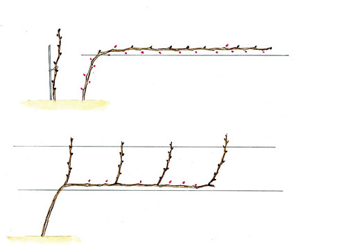 When and how to properly prune grapes in spring for beginners step by step: instructions and diagrams
