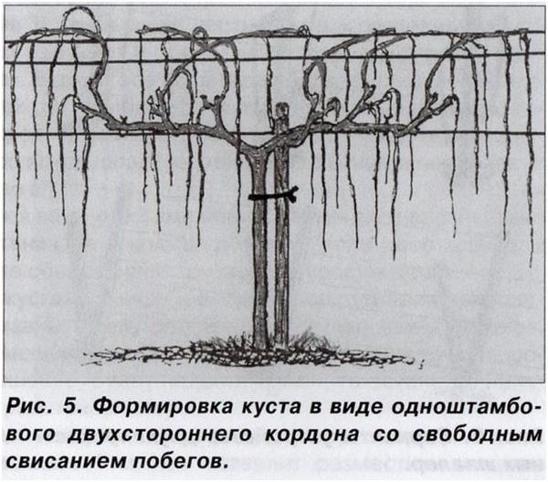 When and how to properly prune grapes in spring for beginners step by step: instructions and diagrams