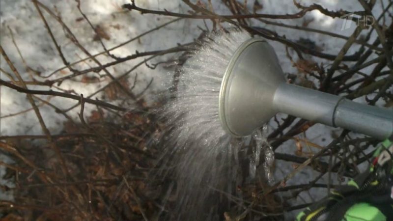 Life hack for gardeners: how to properly pour boiling water over currants in spring and what it will give